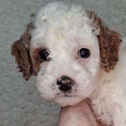 Blizzard (F1b) - Cream male Cavapoo puppy in Centerton, Arkansas from Velvet Paws Cavapoos