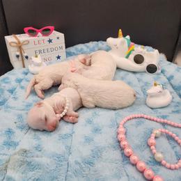 Girl 4 - White female Bichon Frise puppy in Four Oaks, North Carolina from Misty Clark