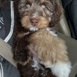Aussiedoodle Puppies from Sassy Pants Pups