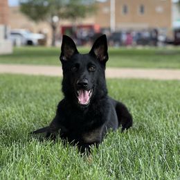 Batman Vom Domus Ferrea AKA Bruce - Bi-color male German Shepherd puppy in Canyon, Texas from The Iron Canine