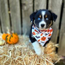 Casper - Black tri-color male Australian Shepherd puppy in Salem, Oregon from Steady Aim Aussies