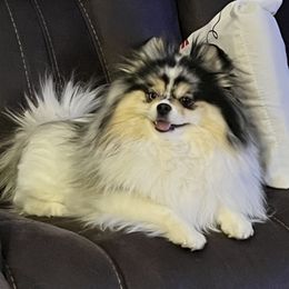 Oaklyn - Pomeranian