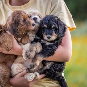 Bordoodles from Brazos Sunrise Farm
