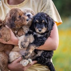 Bordoodles from Brazos Sunrise Farm