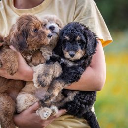 Bordoodles from Brazos Sunrise Farm