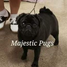 Olivia  - Pug