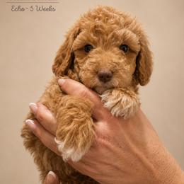 Echo - Apricot male Goldendoodle puppy in Lake Charles, Louisiana from Perfect Fit Poodles & Doodles