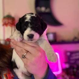 Justine - Parti female Goldendoodle puppy in Jacksonville, Florida from Dandelion Doodles