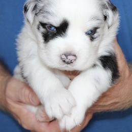 Australian Shepherd and Miniature Schnauzer Puppies from RM Aussies and Miniature Schnauzers