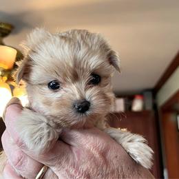 Remi's little blonde girl - Gold female Yorkshire Terrier puppy in Hardeeville, South Carolina from Pups of the Lowcountry
