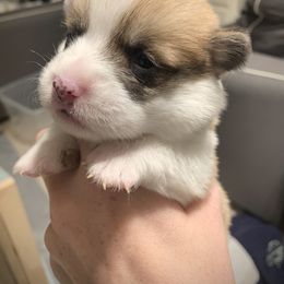 Boy 6 - Red Pembroke Welsh Corgi puppy in Cumming, Georgia from Carter’s Corgis LLC
