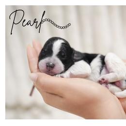 PEARL - female Double Doodle puppy in Hialeah, Florida from The Pup Spot