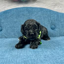 Ross - Black and white male Cockapoo puppy in Lancaster, Missouri from Cavapoo Acres