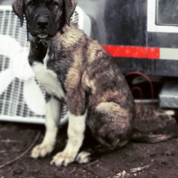 Anatolian Shepherd Dog and Australian Cattle Dog Puppies from 4D Cattle Dogs