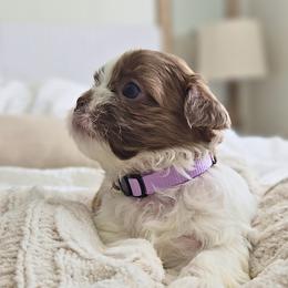 Millie - Liver and white female Shih Tzu puppy in Republic, Missouri from Kolo House Shihtzus