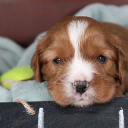 AKC Loki - Ruby male Cavalier King Charles Spaniel puppy in Albany, Indiana from Hatz Off Puppies