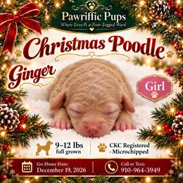 Ginger - Apricot female Poodle puppy in Spring Lake, North Carolina from Pawriffic Pups