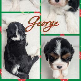 George - Black and tan male Cavalier King Charles Spaniel puppy in Seymour, Missouri from Painted Blessing's AKC Cavaliers LLC