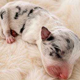 AKC CHAMPION BLOODLINE- Princess Leia - Blue merle female Border Collie puppy in Conroe, Texas from Aloha Border Collies- AKC Champion Bloodline