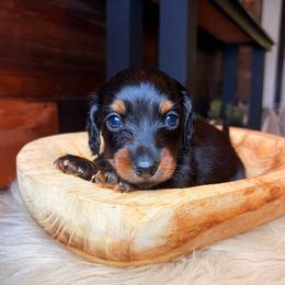 Lark - Black and tan male Dachshund puppy in Washburn, Tennessee from Clinch Mountain Dachshunds