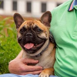 French Bulldogs from Allan's Frenchies