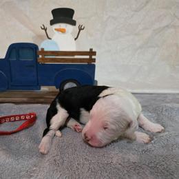 Wish - Black and white male Sheepadoodle puppy in Weatherford, Texas from Oodles of poodles and doodles