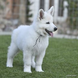Berger Blanc Suisse Puppies from Absolute Dream White Swiss Shepherds