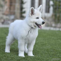 Berger Blanc Suisse Puppies from Absolute Dream White Swiss Shepherds