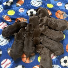 Girl 1 - Chocolate female Labrador Retriever puppy in Stuart, Virginia from Russell Creek Labradors