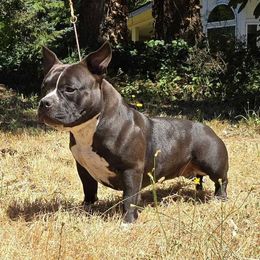 Pepper - American Bully