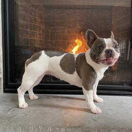 Bleuet - French Bulldog