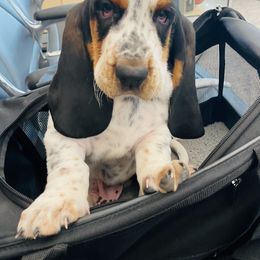 Basset Hound Puppies from Savage Sisters Basset Hounds