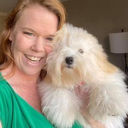 Coco - Coton de Tulear