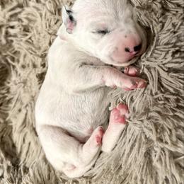 Shiver - White and black female Dalmatian puppy in Travelers Rest, South Carolina from Cotton Top