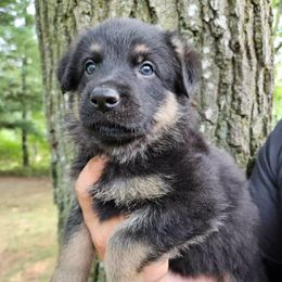 German Shepherd Puppies from Fern Hill Kennel