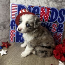 Miniature Australian Shepherd and Toy Australian Shepherd Puppies from Cherry Grove Kennel