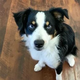 Skyler - Miniature Australian Shepherd