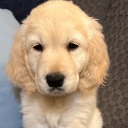 Teal Girl - Light golden female Golden Retriever puppy in Fremont, Ohio from Mi-Kels Belgians and Goldens