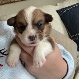 Marilyn Monroe - Red female Pembroke Welsh Corgi puppy in Louisburg, North Carolina from Lucky Penny Corgis