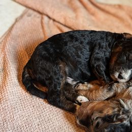 Bernedoodle and Labradoodle Puppies from Zehr’s Labradoodles