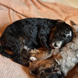 Bernedoodle and Labradoodle Puppies from Zehr’s Labradoodles
