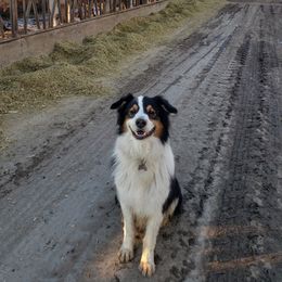 Chip - Australian Shepherd