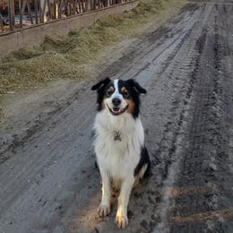 Chip - Australian Shepherd