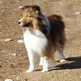 Shetland Sheepdogs from Splendor Shelties