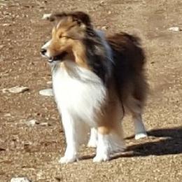 Shetland Sheepdogs from Splendor Shelties