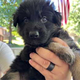 Purple collar - Black and tan female German Shepherd puppy in Barnhart, Missouri from Combat Creek German Shepherds