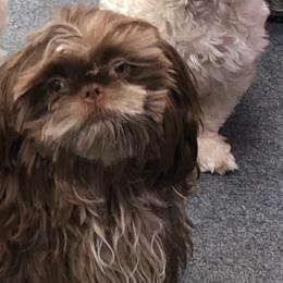 Shih Tzus from D & W Shih Tzu Breeding