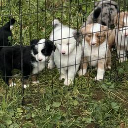 Boy 4 - Blue merle male Miniature Australian Shepherd puppy in Menifee, California from Fisher Farm
