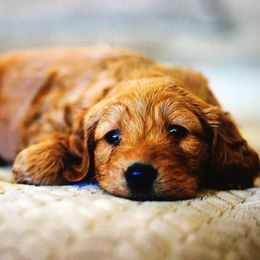 Goldendoodle Puppies from Pacific Goldendoodle, LLC