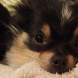 Pomeranians from Cynthia Marquez